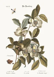Das Goldhähnchen, 1749-73